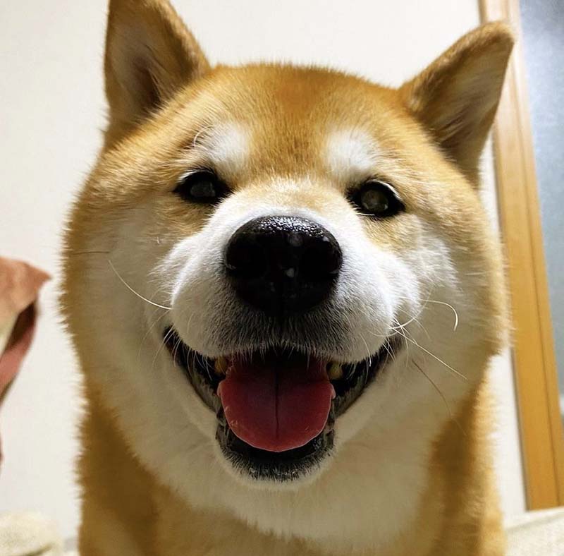 Сиба-ину Марутаро имеет состояние около 117 миллионов рублей