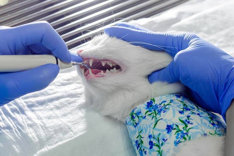 чистка зубов кошке в ветеринарной клинике