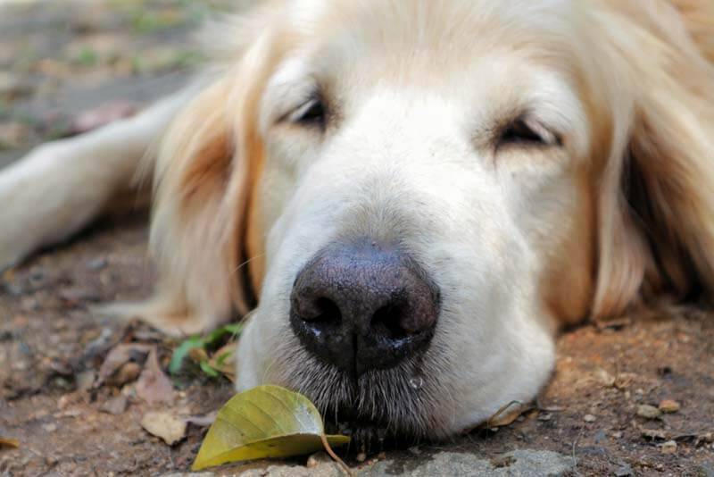 Симптомы простуды: кашель у собаки, насморк и сухой нос