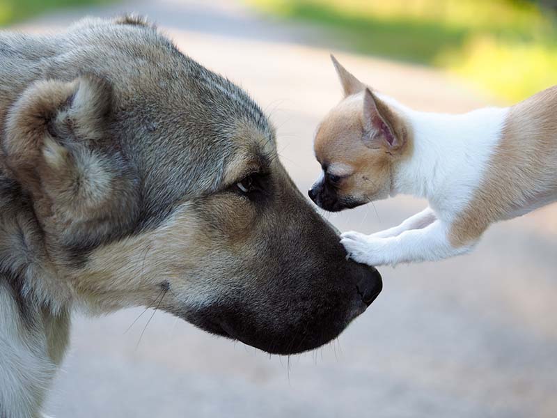 в домашних условиях иерархия животных хоть и сохраняется, но не имеет такого большого значения для их существования