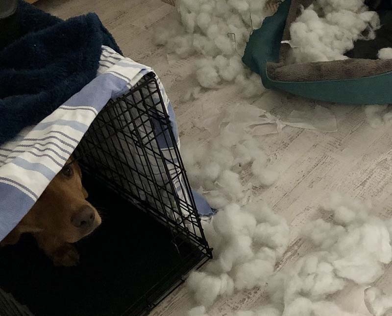 Труро, был пойман после того, как разорвал в клочья свою шикарную зелено-серую кровать