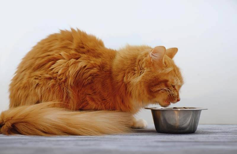 для ухода за зубами кошки можно использовать специальные корма и лакомства