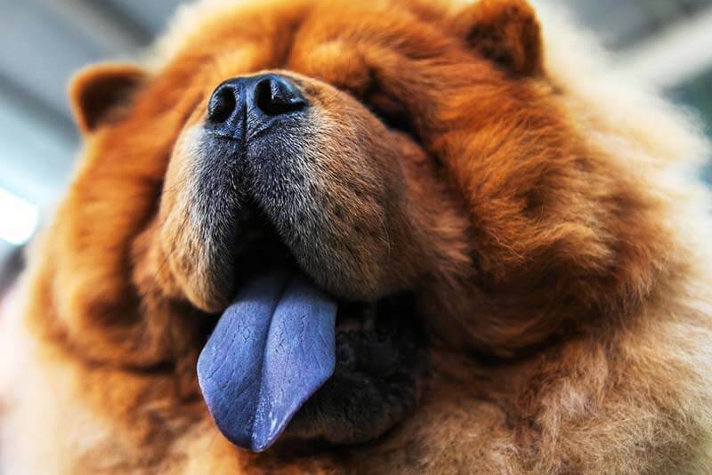Синий язык у собаки: почему он синеет и что делать