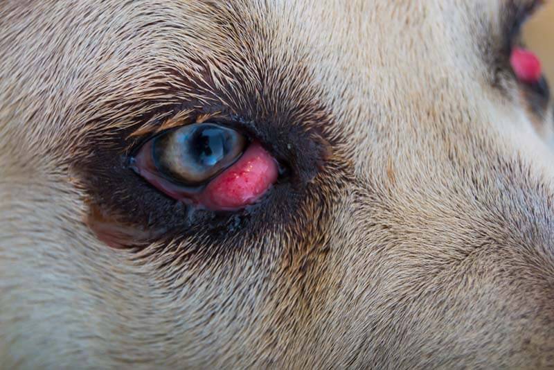 выпадение слезной железы у собак может приводить к покраснению глаз и появлению гноя