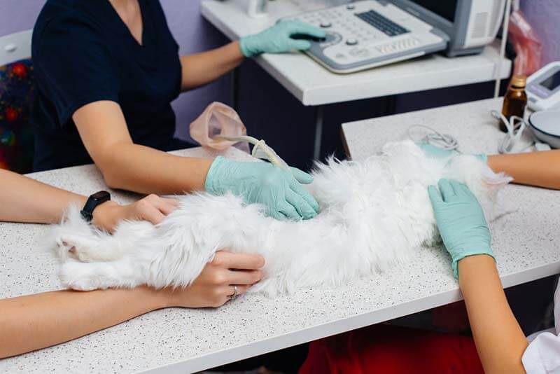 признаки закупорки уретры у кота можно заметить на УЗИ-исследовании