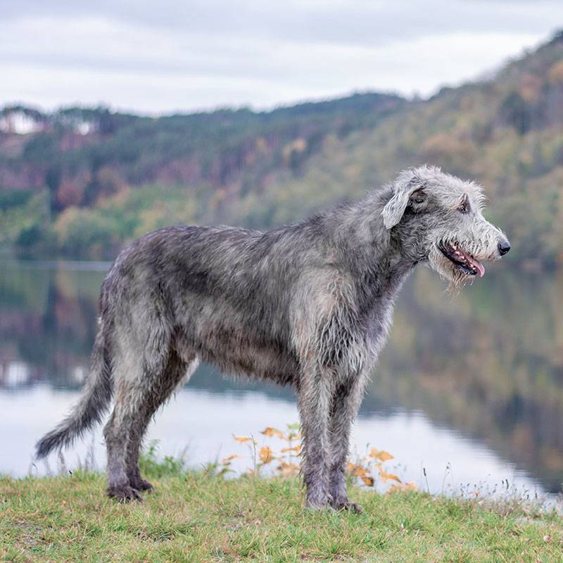 Ирландский волкодав: все о породе, описание и фото собаки