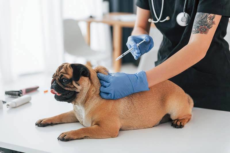 после прививки от бешенством у собак вырабатывается стойкий иммунитет