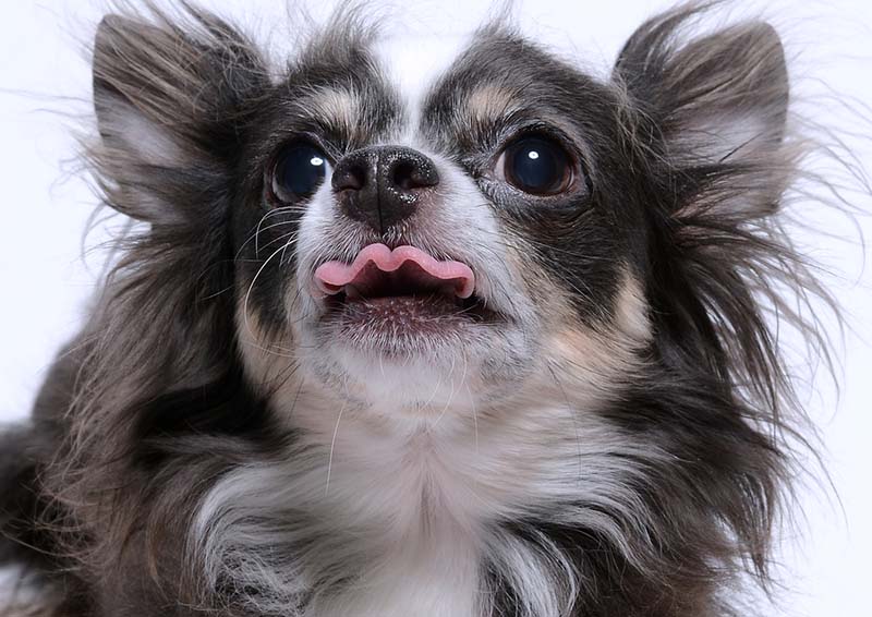 У собак обычно теплый язык