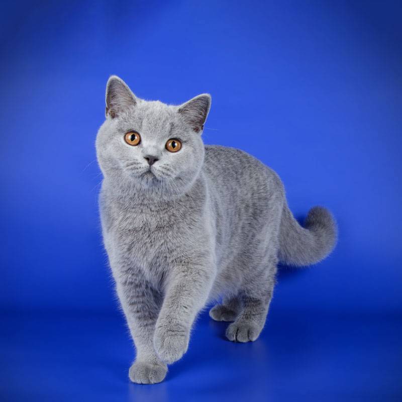 британская короткошерстная кошка голубая