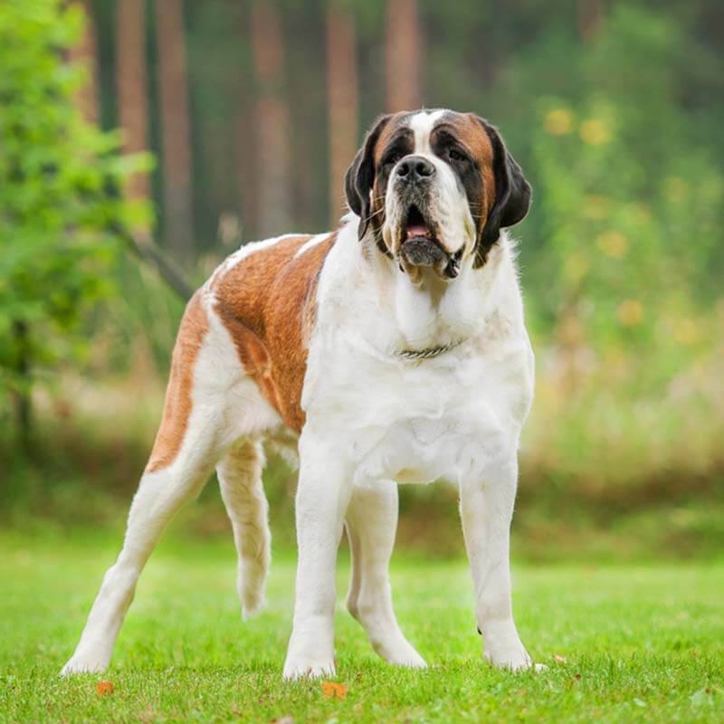 Сенбернар: фото собаки, описание и характер породы - портал о собаках