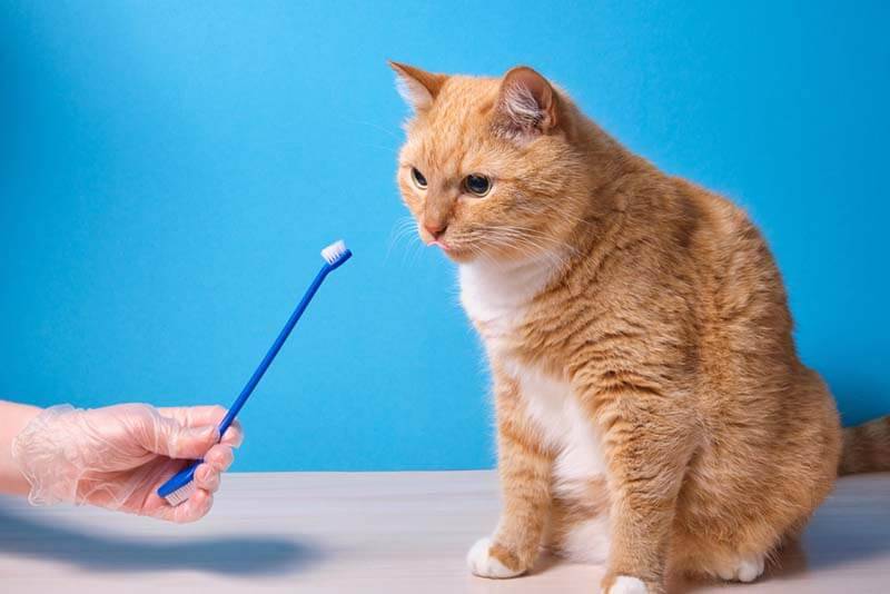 уход за зубами кошки позволит предотвратить развитие кариеса и появление неприятного запаха