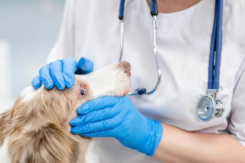 ветеринар осматривает собаку, у которой гноятся глаза