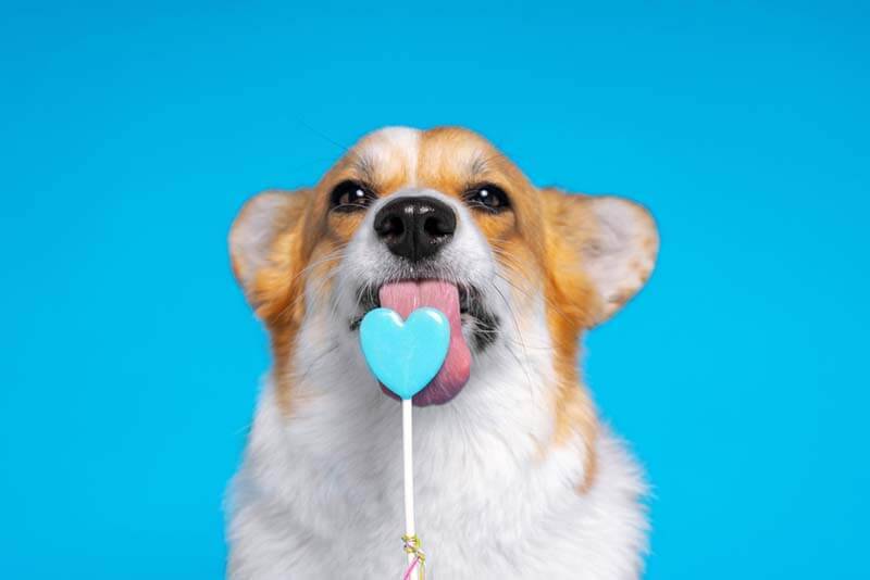 Синий язык у собаки: почему он синеет и что делать