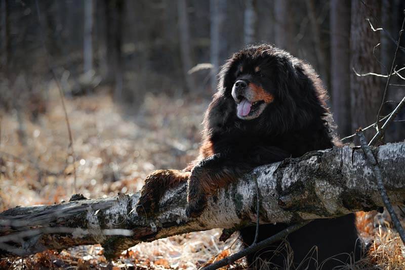 Крупный пес – тибетский мастиф