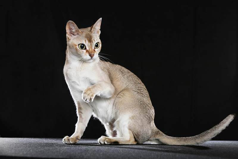 Сингапурская кошка относится к редким видам