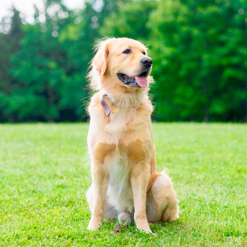 Золотистый ретривер: все о собаке, описание и фото породы