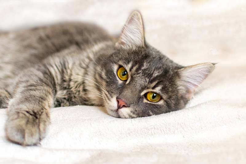 Кот чихает: причины и что делать при чихании у кошек