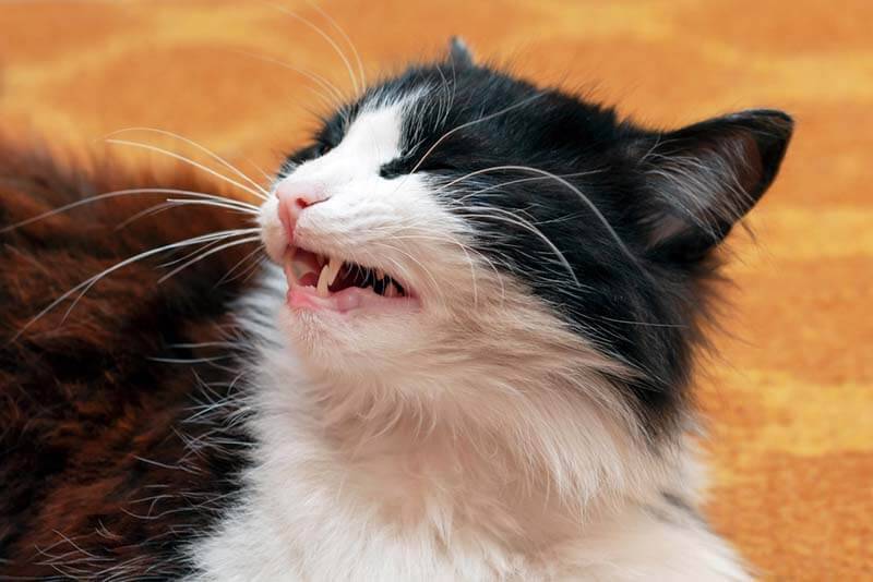 Кот кашляет и хрипит: причины кашля у кошек и что делать