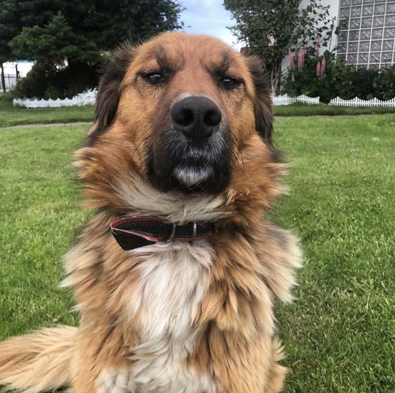 Пес Брауни стал официальным лицом инициатив по ответственному обращению с животными в Чили