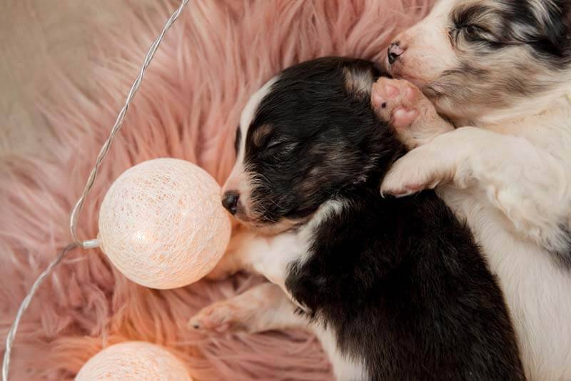 Новорожденные щенки аусси