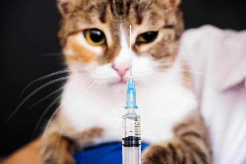 кожный васкулит - редкая побочная реакция у кошек после прививки от бешенства