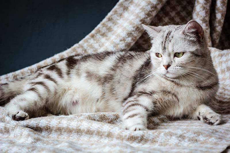 Кота тошнит и рвет белой пеной – что делать, причины рвоты