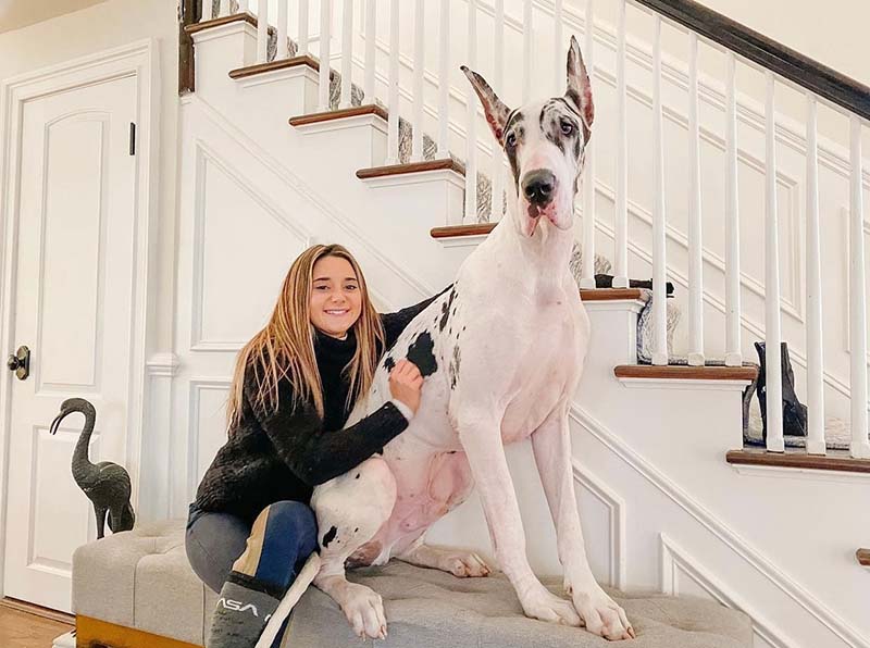 Сабрине сложно одной выводить огромных питомцев на прогулки