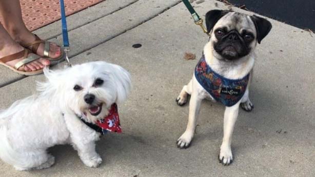 дружба мальтезе Шарли и мопса Пегги пользуется популярностью в интернете