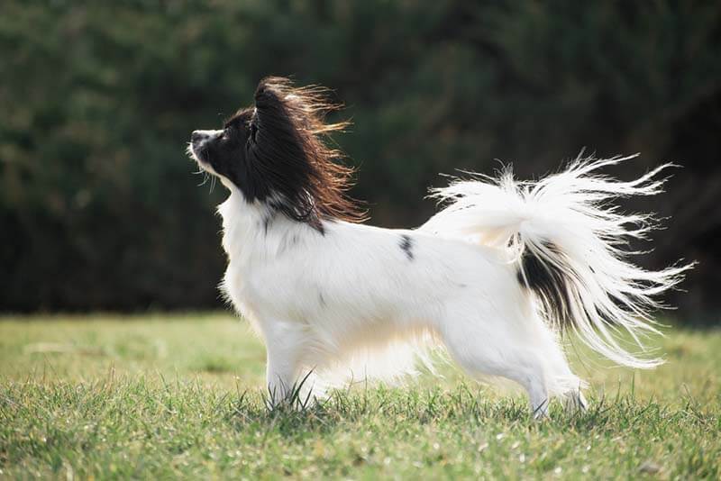 Красивый папильон