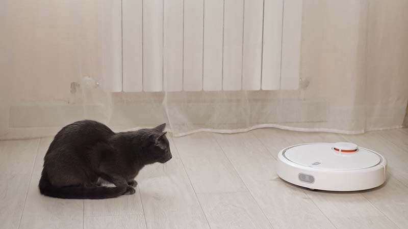 кот может бояться пылесоса из-за недостатка контакта с ним