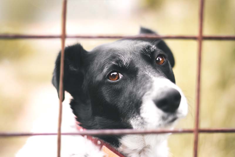 почти четверть опрошенных отказывались от своих питомцев из-за финансовых трудностей