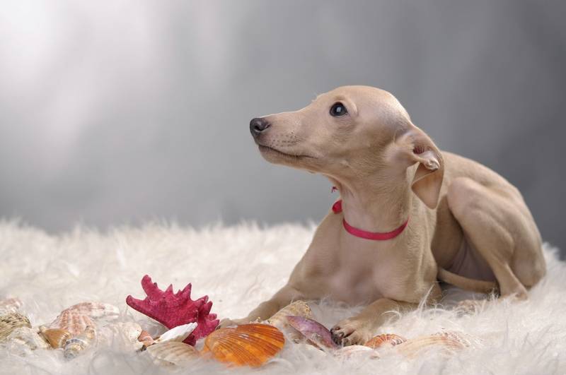 Левретка — подходящая порода собак для детей и квартиры