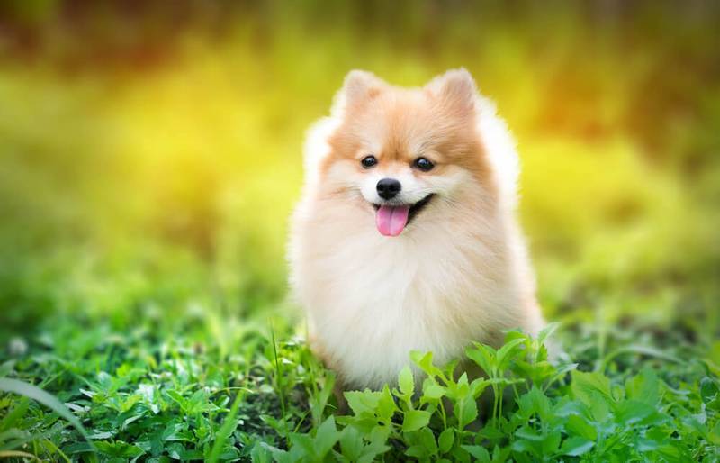 Померанский шпиц — подходящая порода собак для детей и квартиры