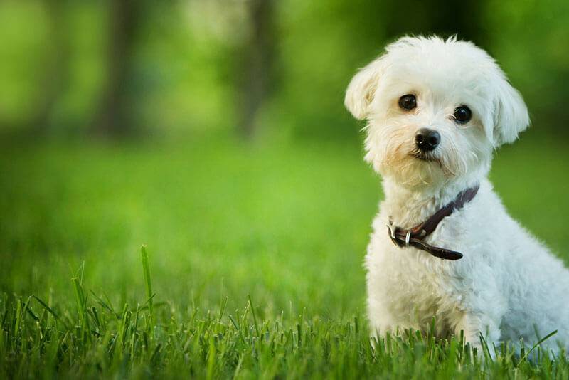 Мальтийская болонка — лучшая порода собак для детей