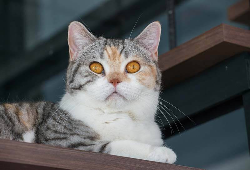 необычной породой кошек является американская жесткошерстная, которая распространена только в Америке и Европе