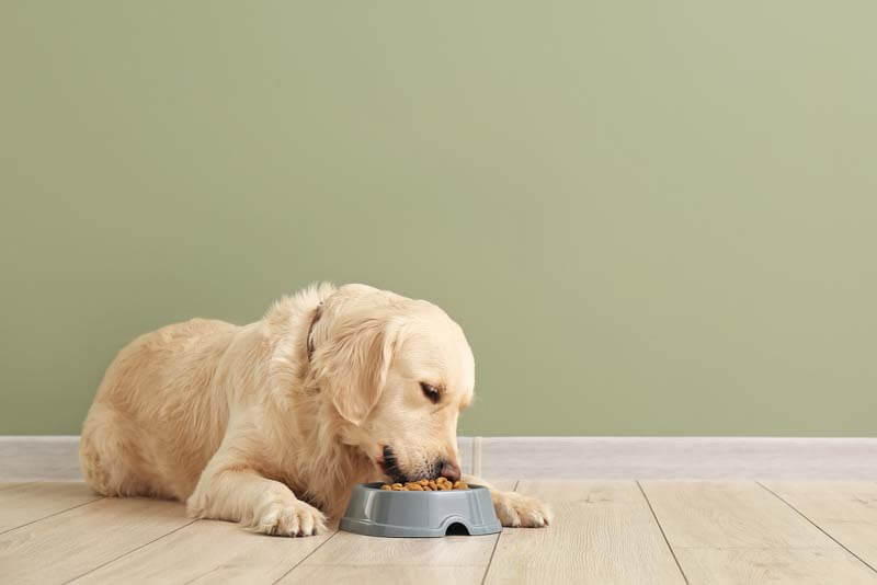 лечение парвовирусного энтерита у собак включает диету