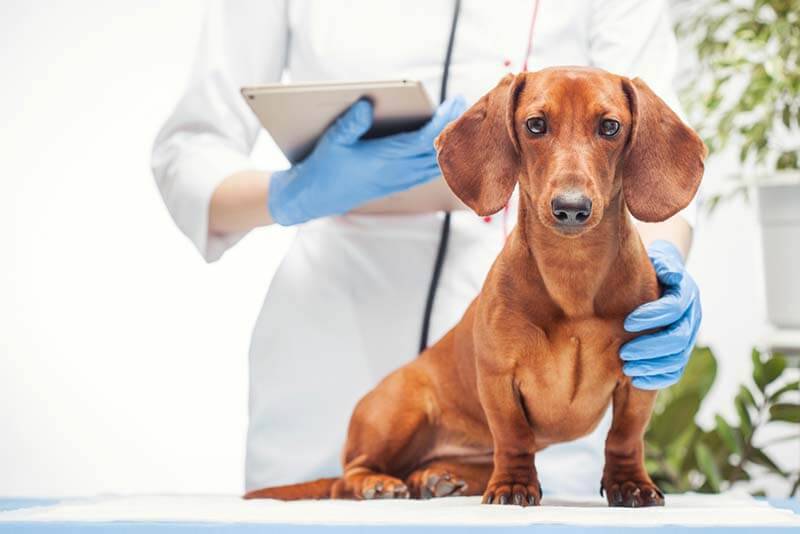 Простые и эффективные способы лечения простуды у собак в домашних условиях