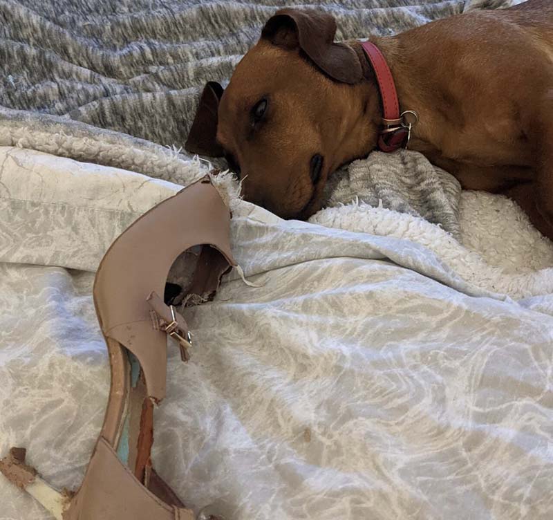 такса Дерек, живущая в Лидсе со своими хозяевами, пристрастилась к женской обуви