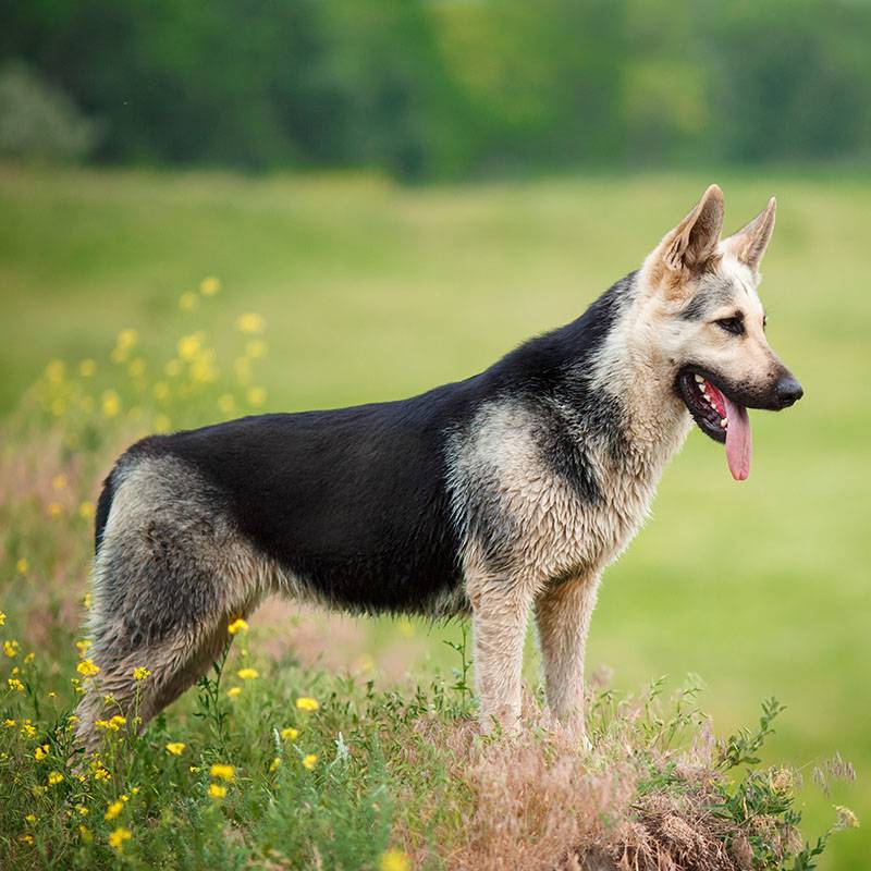 Восточноевропейская овчарка - все о породе собаки: фото, характер, правила  ухода и содержания - Petstory