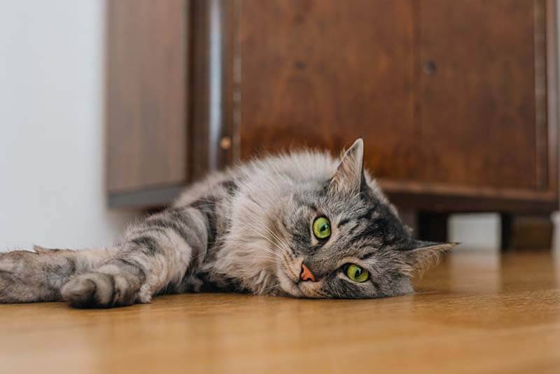 Пиелонефрит у кошек - симптомы и лечение