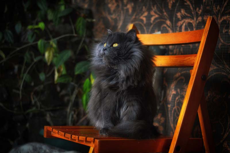 персидские кошки считаются очень добрыми животными