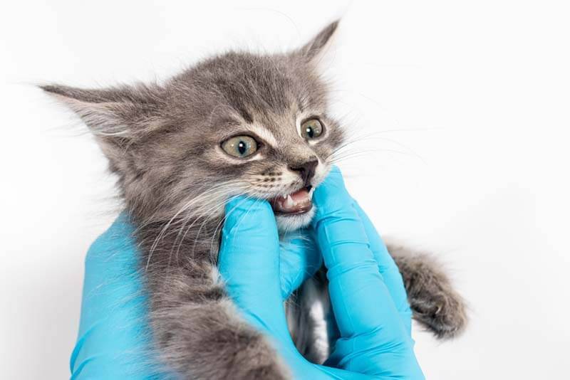 котенок может начать мало есть при смене зубов