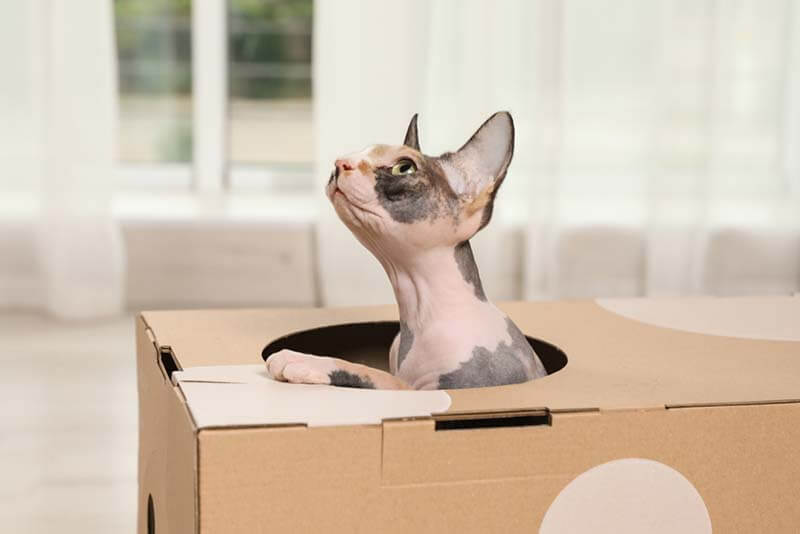 кошки любят играть с коробками