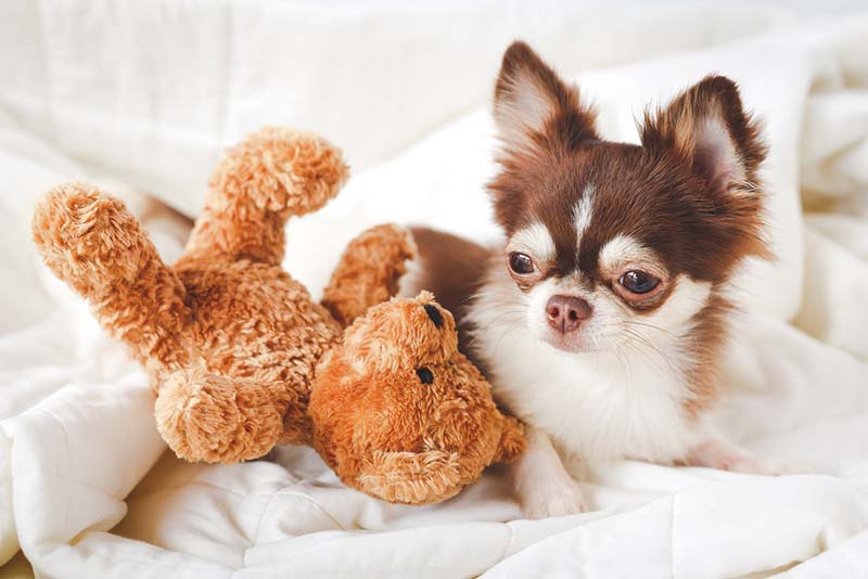 специалисты считают, что в длительной перспективе токсины могут повлиять на развитие и здоровье питомцев