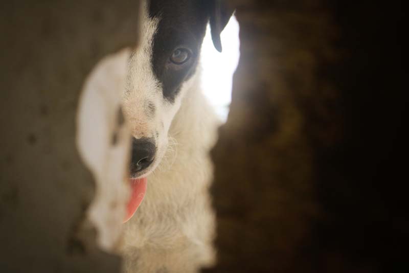 по итогам исследования, собаки мешкались перед маленьким отверстием для прохода