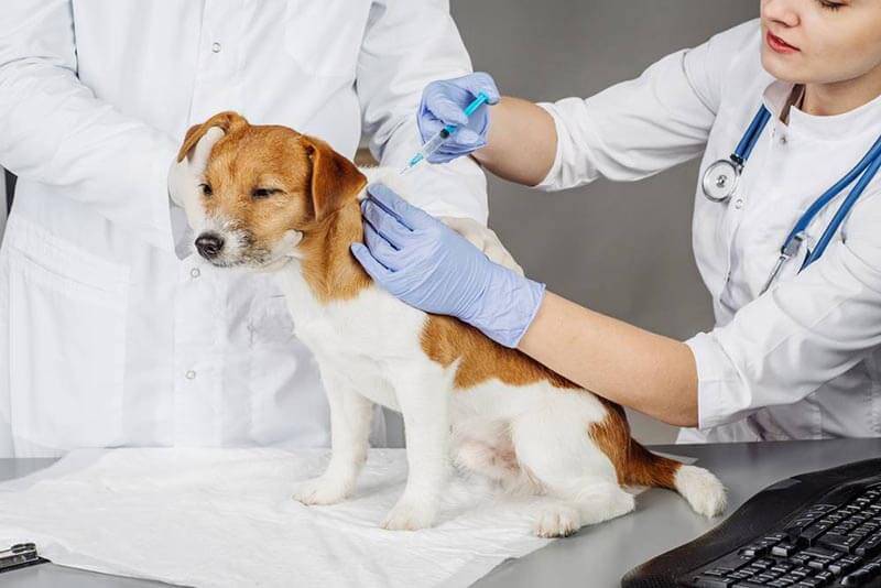 вакцинация собак от бешенства является главным способом профилактики этой болезни