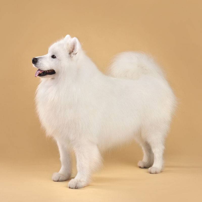 Самоедская собака (лайка) — все о самоедах, характер породы, фото