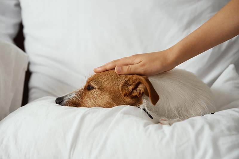 Простуда у собак: что делать, если ваша собака простыла?