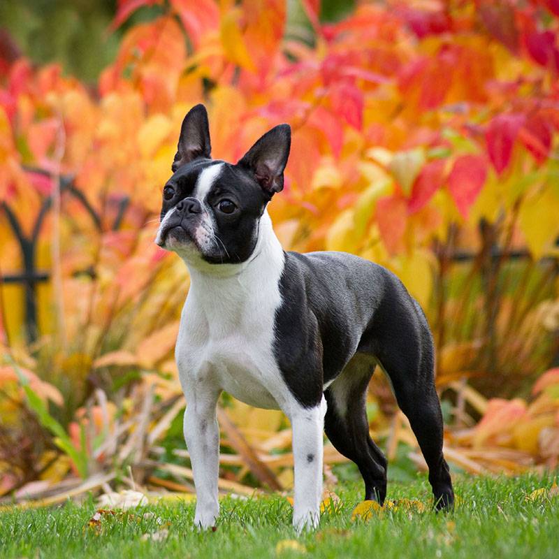 Бостон-терьер: описание породы, фото собаки, характер