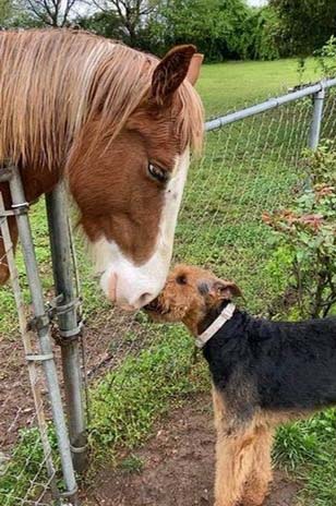 айрдейл-терьер Мейзи близко подружился с лошадью по кличке Свити